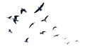 Many birds flying on sky isolated on white background. Royalty Free Stock Photo