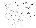 Many birds flying in the sky Royalty Free Stock Photo