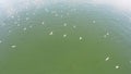 Many birds go hunting on the beach. Beautiful shot of aerial view