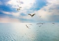 Many birds, a group of seagulls flying in the sky before sunset or sunrise over the sea. Birds over the water. Beautiful Royalty Free Stock Photo