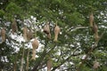 Many birds nest hanging on the trees.