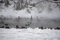 Many birds in a steaming river Neris