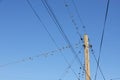 Many birds, swallows or martlets, swifts sit on wires against the background of the blue sky. Copy space