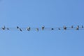 Many birds, swallows or martlets, swifts sit on wires against the background of the blue sky. Copy space