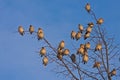 Many birds on the tree