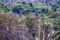 Many birds on a tree