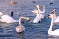 Flock of birds white swans and ducks are swimming at sea blue water.