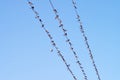 Many birds on wires