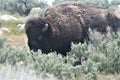 Bison at Antelope Island