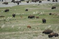 A herd of bison on Antelope Island