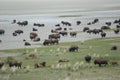 A herd of bison on Antelope Island