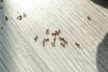 Many black ants on floor at home. Pest control Royalty Free Stock Photo