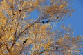 Many black birds sits on the branches of tall autumn tree with yellow leaves against sky background Royalty Free Stock Photo