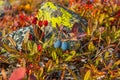 Many black blueberries on a bush with red leaves. Royalty Free Stock Photo