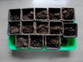 Many black boxes for sprout in a special green container. Top down view