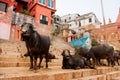 Many black buffalos have rest on the streets Royalty Free Stock Photo