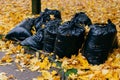 Many black garbage bags for cleaning autumn leaves on yellow foliage background. Rubbish and cleaning concept. Outdoor shot Royalty Free Stock Photo