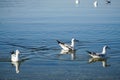 Many black-headed gull are swimming in the clear lake, ERHAI lake in Dali city of Yunnan province, China