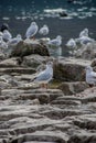 Many Black headed gulls together Royalty Free Stock Photo