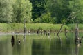 Many black-headed gulls on the water Royalty Free Stock Photo