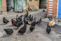 Many black hens and a rooster collect food from the ground in a rural yard Royalty Free Stock Photo