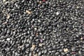 Many black kidney beans closeup Royalty Free Stock Photo