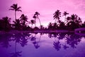 Many black palm on a night beach purple night Royalty Free Stock Photo