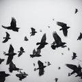 Many black raven birds fly across the gray sky, gloomy depressive sad