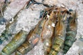 Many Black tiger prawn freeze with ice. Royalty Free Stock Photo