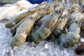 Many Black tiger prawn Royalty Free Stock Photo