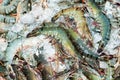 Many Black tiger prawn freeze with ice Royalty Free Stock Photo