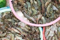 Many Black tiger prawn freeze with ice Royalty Free Stock Photo