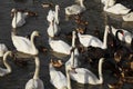 Many black and white swan