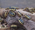 African Chafer Beetles Or Pachnoda Species Royalty Free Stock Photo