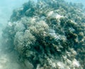 Many bleaching coral in the sea