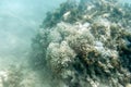 Many bleaching coral in the sea