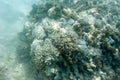 Many bleaching coral in the sea