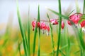 Many bleeding heart flowers Royalty Free Stock Photo