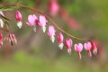 Many bleeding heart flowers Royalty Free Stock Photo