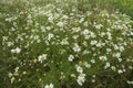 Many blooming chamomiles with white petals