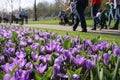 Many blooming crocuses in the park. Royalty Free Stock Photo