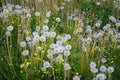 A meadow of dandelions and crowfoots close up Royalty Free Stock Photo