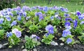 Many blooming flowers the blue Pansies Royalty Free Stock Photo