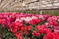 Many blooming flowers in greenhouse, closeup. Home gardening