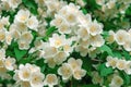 Many blooming jasmine flowers on a jasmine tree outdoors