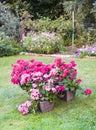 Many blooming pink pelargonia flowers Royalty Free Stock Photo