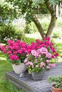 Many blooming pink pelargonia flowers Royalty Free Stock Photo