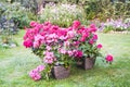 Many blooming pink pelargonia flowers Royalty Free Stock Photo