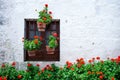 Many of blooming red geraniums near the wall of the house and around the window, a wall of light color, pots with red Royalty Free Stock Photo