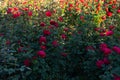 Many blooming red roses in the garden